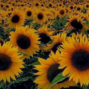 Meet your Posher, Rreagan